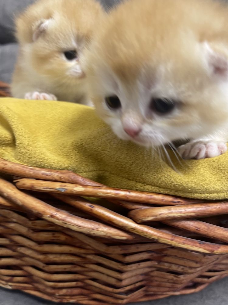 Шотландские золотые котятата шиншилята