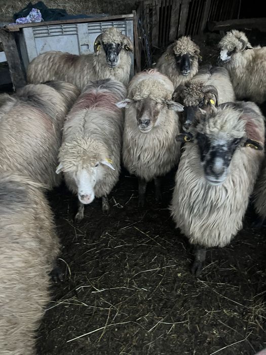 Vand 30 de oi turcane