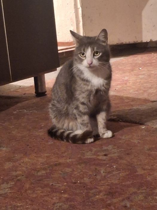 Кошка Эльза тактильная