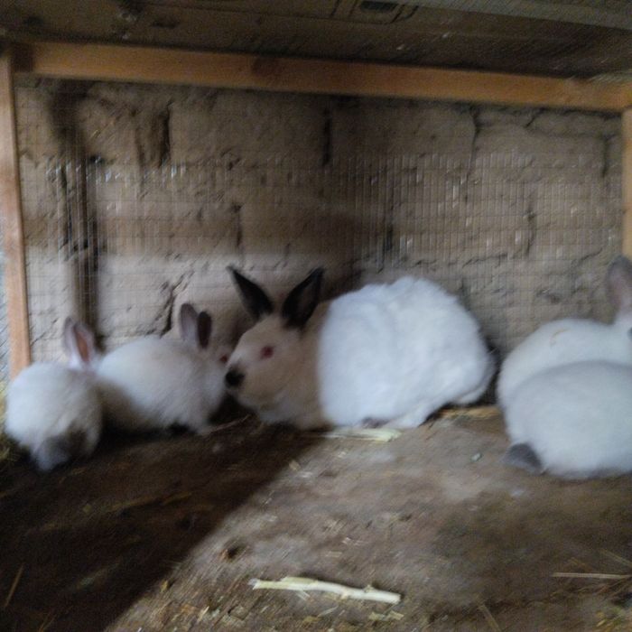 Kaliforniya Quyon zotli yuqori goʻsht uchun mojallangan quyon bolari