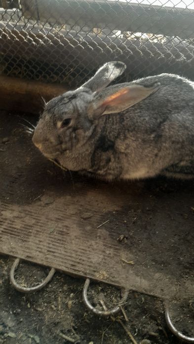 Продам кроликов.