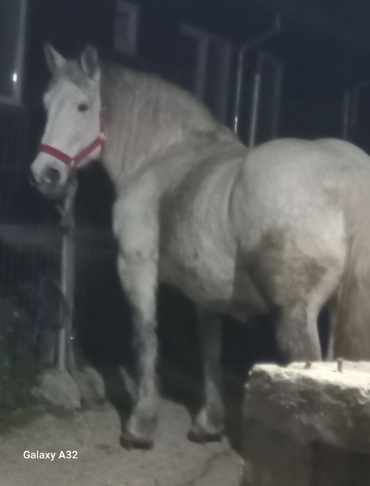 Vând iapa de 7 ani, gestanta în 7 luni