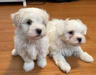 Donez pui bichon maltese