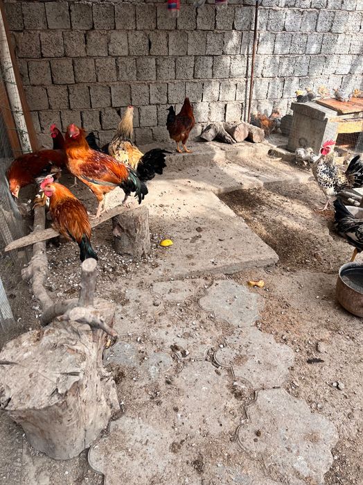 Домашнее куры петухи