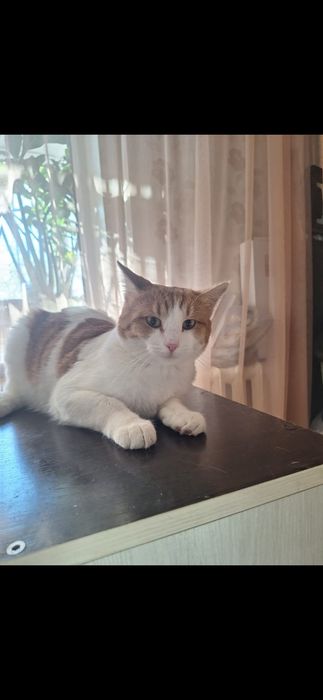 Бесплатно котик!