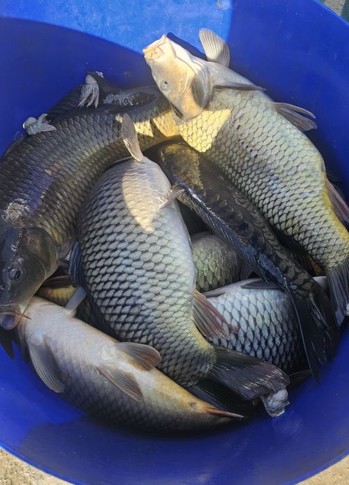 Crap Românesc vara 3