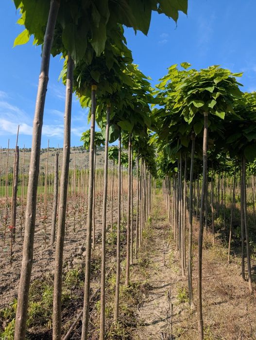Vând copaci ornamentali pentru umbrire