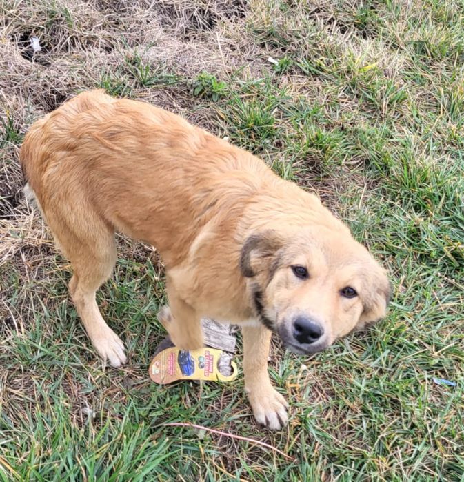 Catelusa pentru adoptie