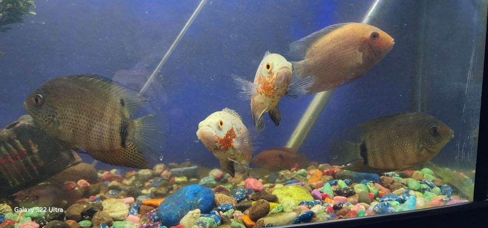 Продаётся Рыба хищники