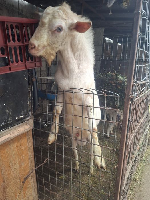 Capre si țap Saneen