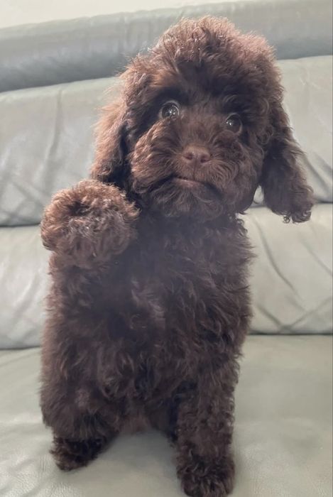 Пудел мини    Пудел мини