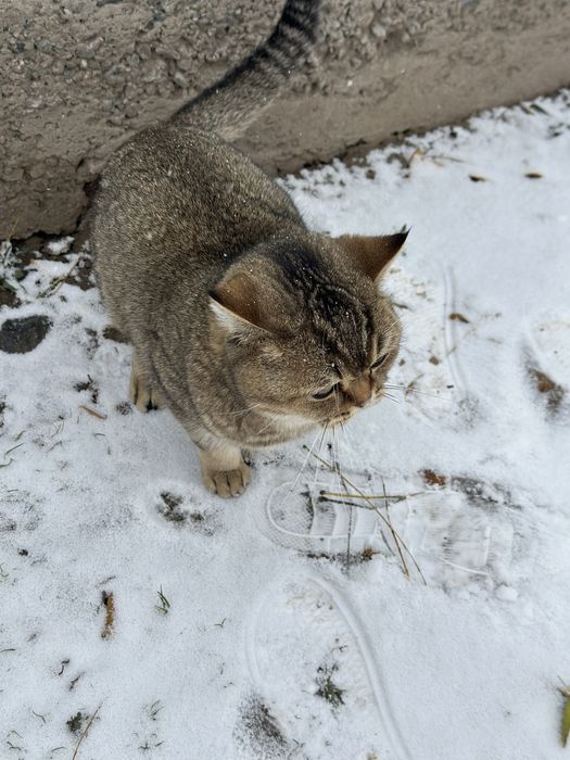 Британский шиншила 1 годик