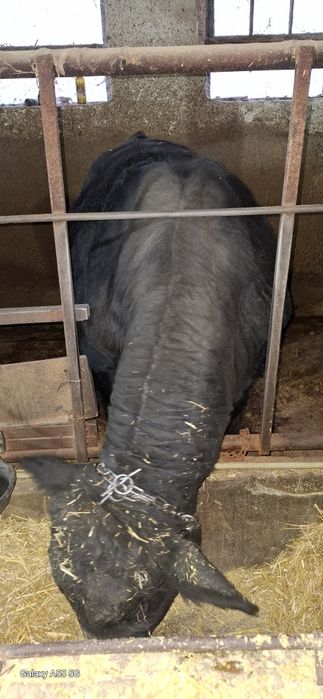 Свободни мъжки телета юници и ялови крави