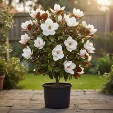 Magnolia Grandiflora la Ghiveci