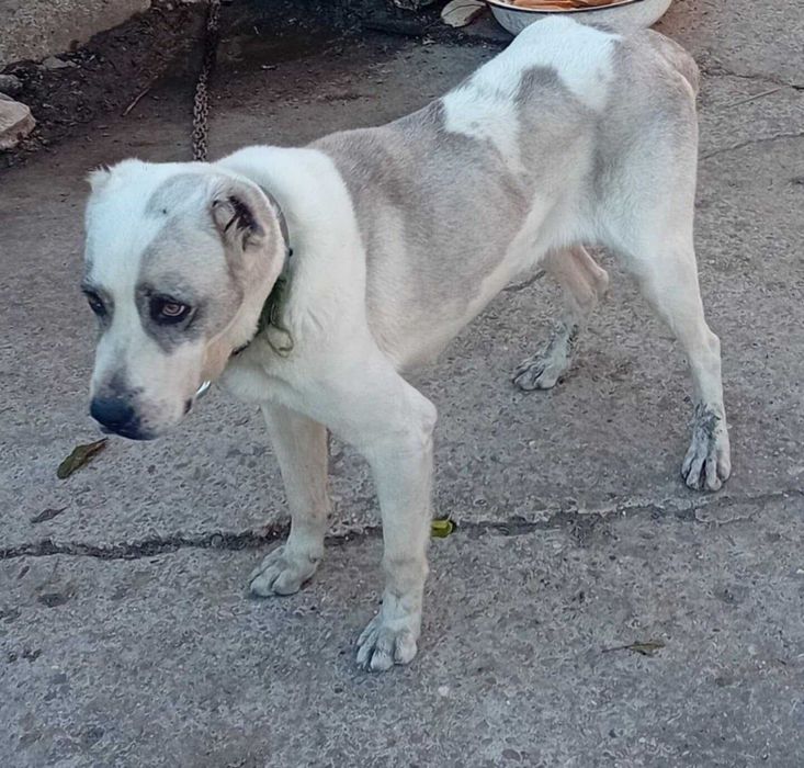 Продава се: Женски САО Алабай на  5 години