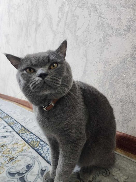 Британская КОШКА!