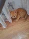 Отдам котят в хорошие руки