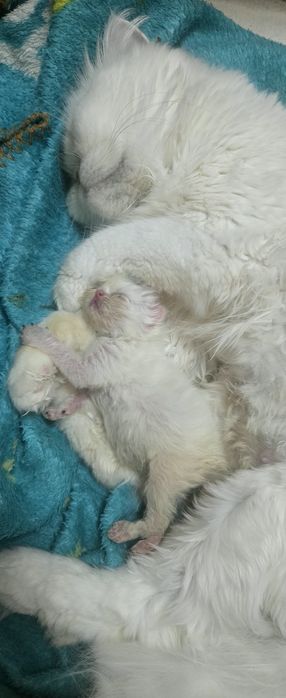 Персийско котенце