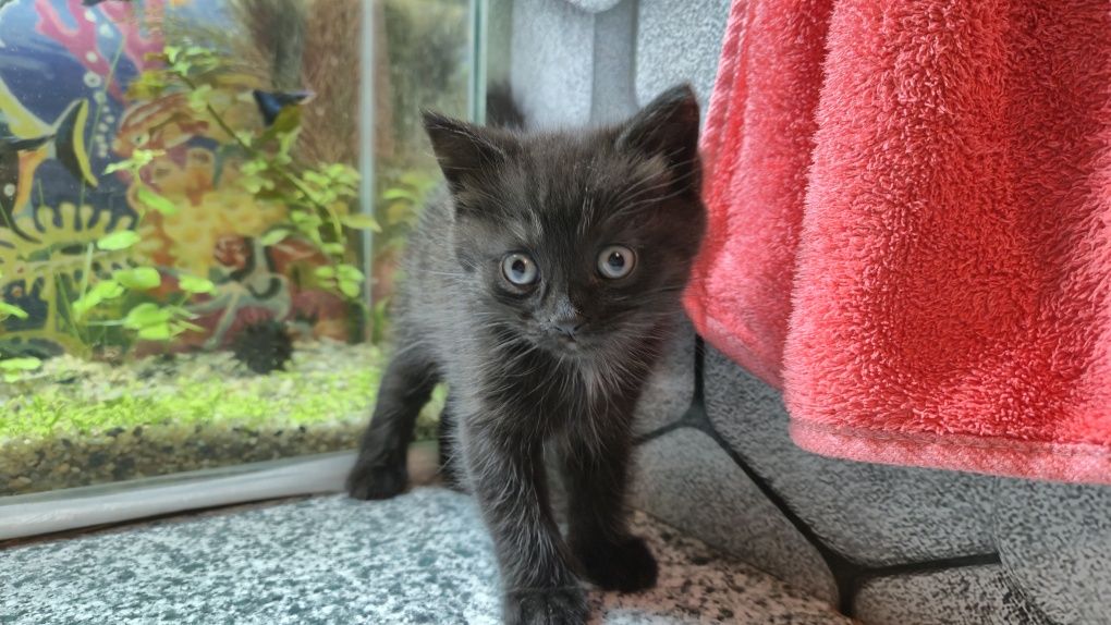 Отдам котёнка девочку