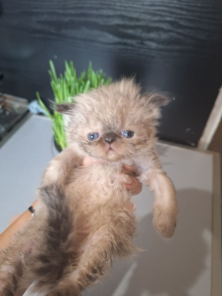 Персийски котенца