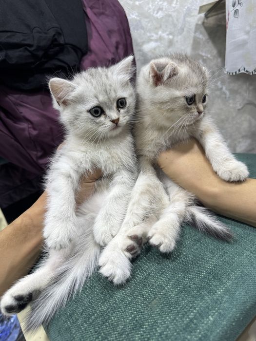 Скоттиш фолд тозаси киз