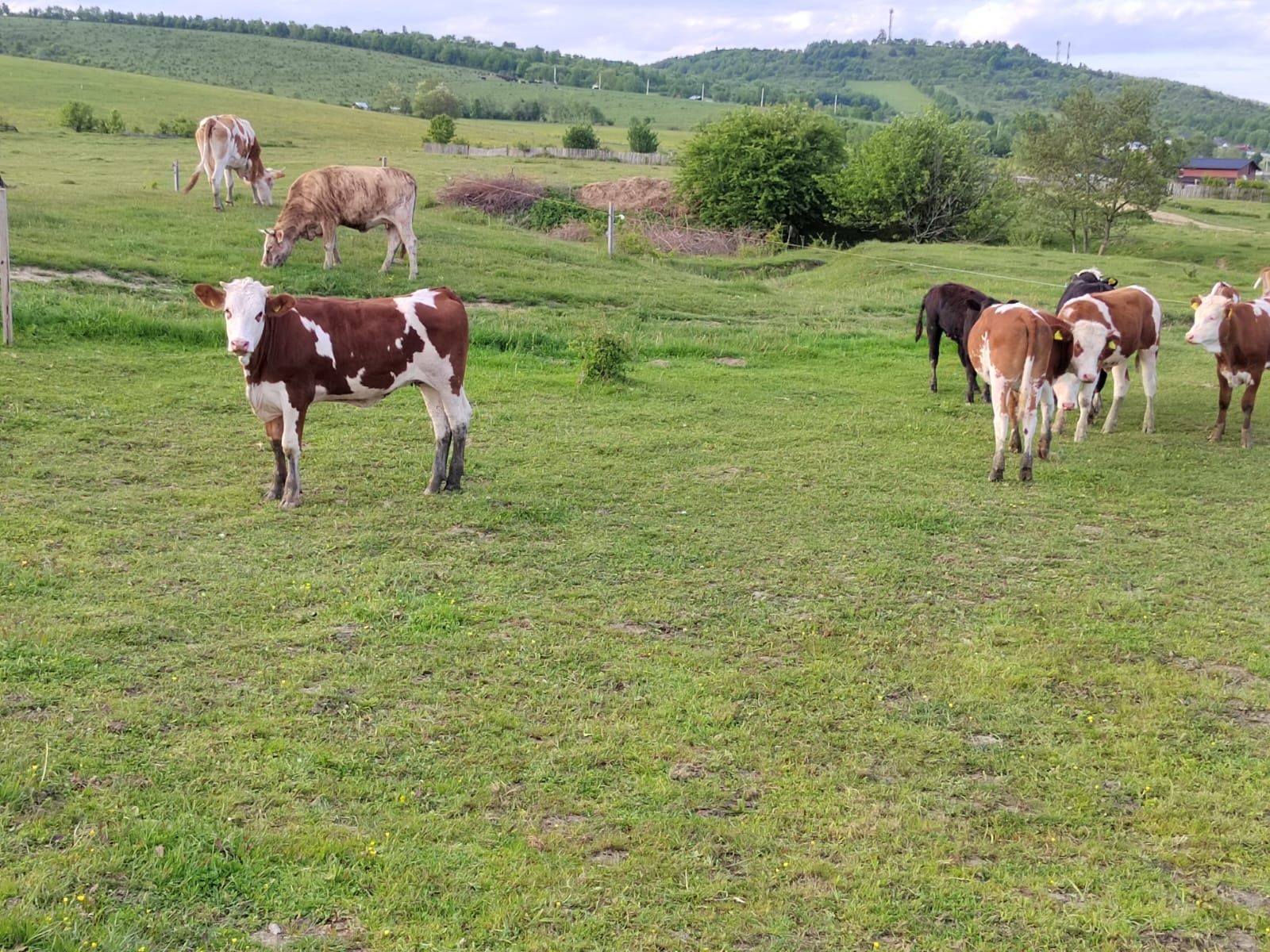 Vând vitele Baltata românească 6 bucăți