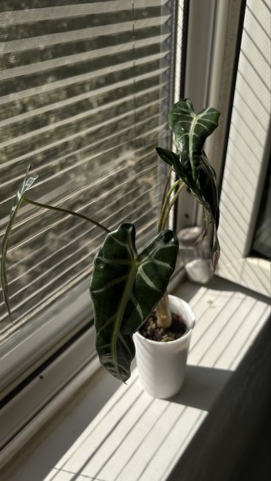 Bambino  Детки   1 детка - 25.000 сум