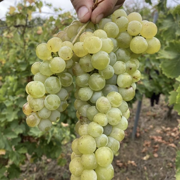 Vand struguri de vin producatie 2025 avem toate soiurile disponibile