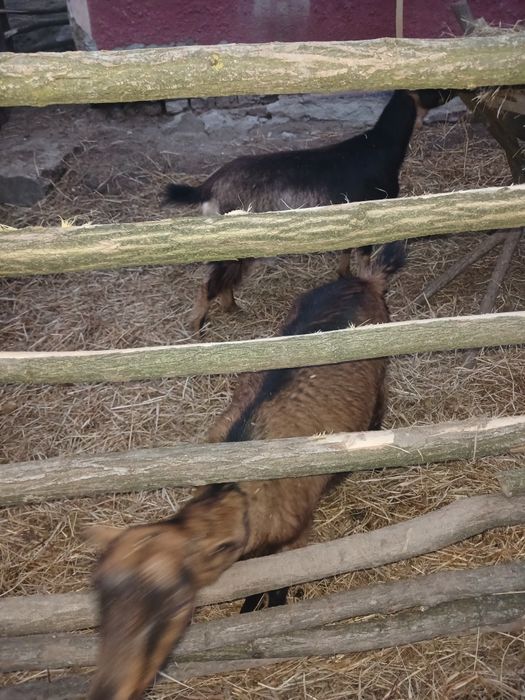 Vând capre sau schimb cu oi gestante