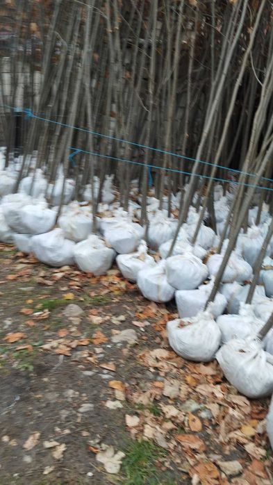 Mesteacan Alb Betula