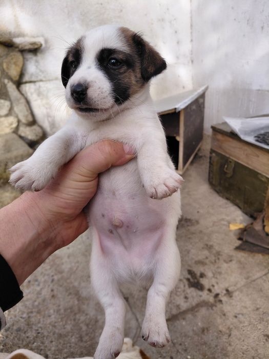 Джак Ръсел териер