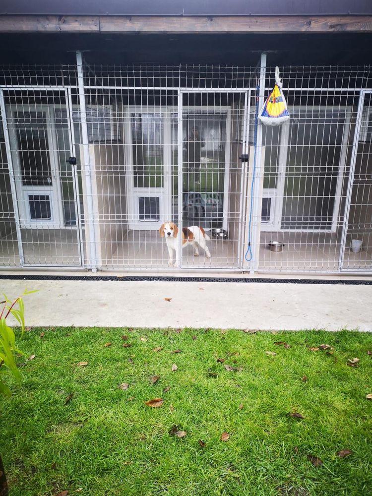 Cazare catei / Pensiune canina/Hotel