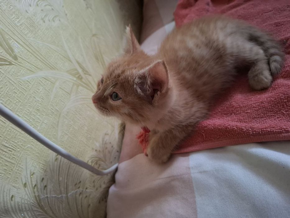 Отдам в добрые руки котёнка , комочек рыжей пушистой нежности