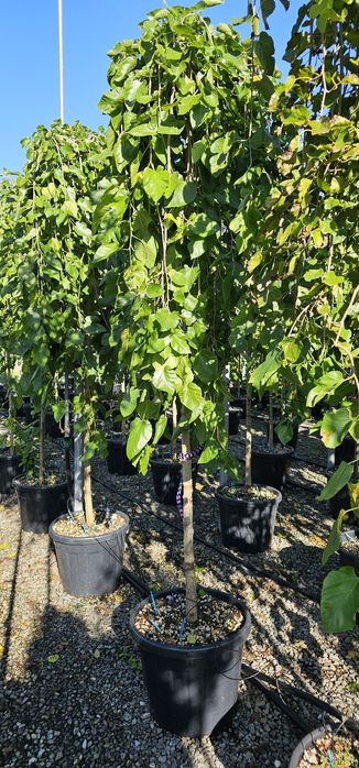 Platan- Tei de floare - Catalpa globulara- Mesteacan