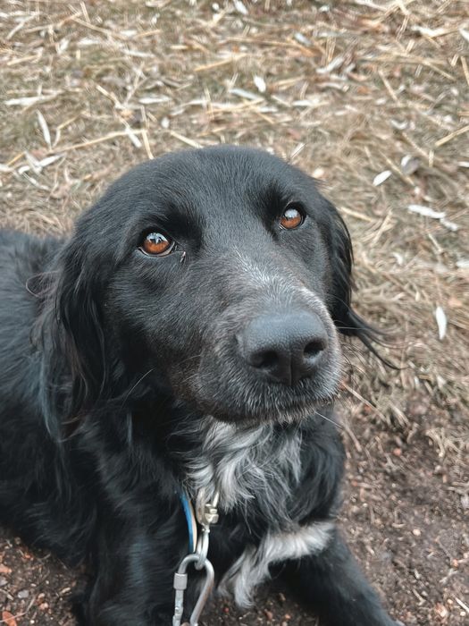 Пёс Листик ищет дом