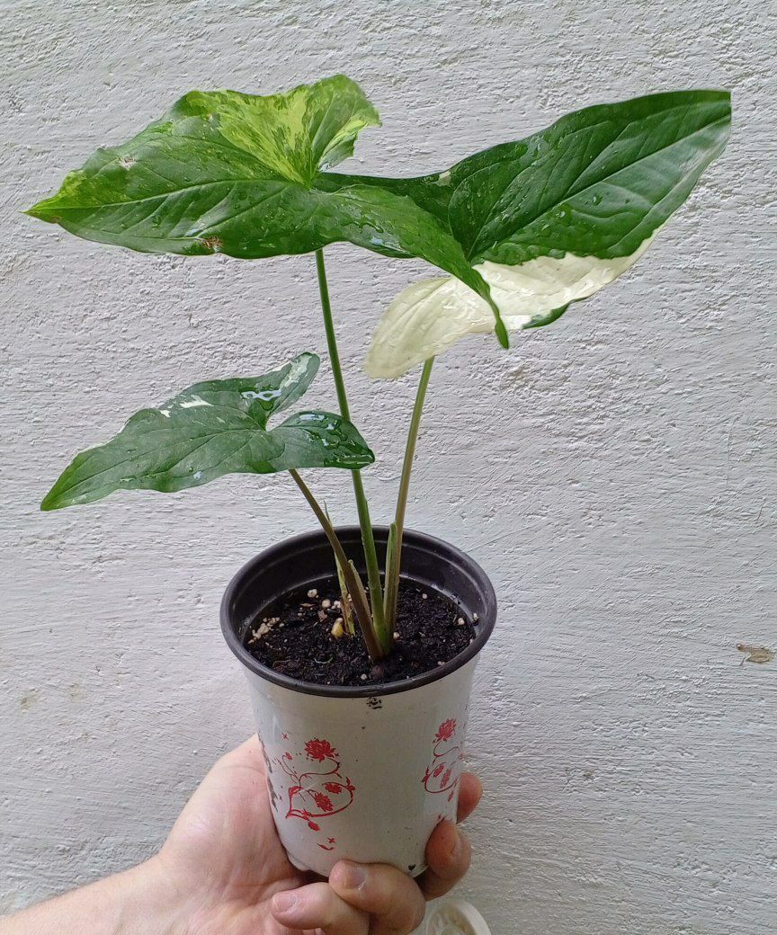 Сингониум (podophyllum ‘Aurea Variegata’). Экзотические цветы для дома