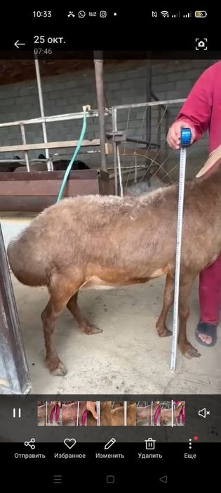 Арашан гигант матка сатылады.