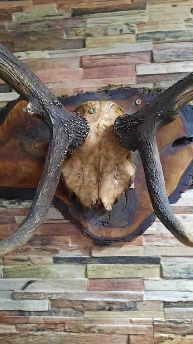 Trofeu cerb carpatin