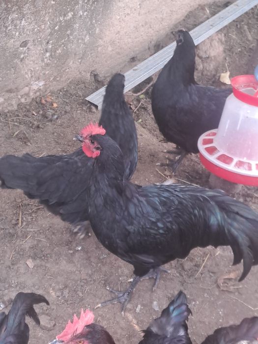 Cocosi si gaini Australorp.