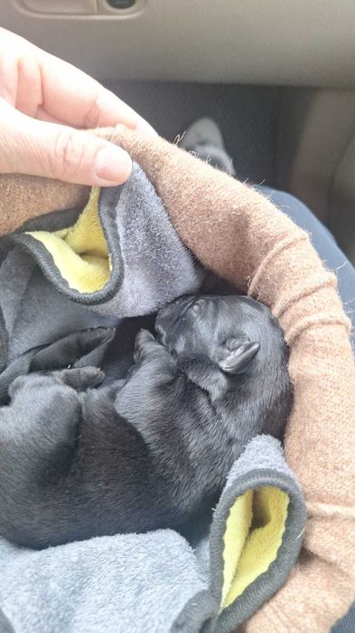 Продам щенка  лабрадор метис