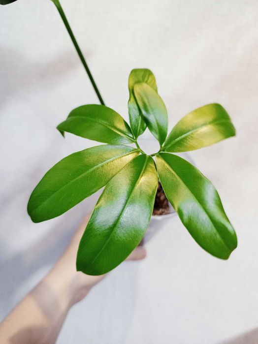 Филодендрон Фан Бан
(Philodendron Goeldii/Fun Bun)