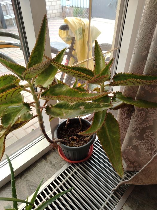 Лечебный каланхоэ