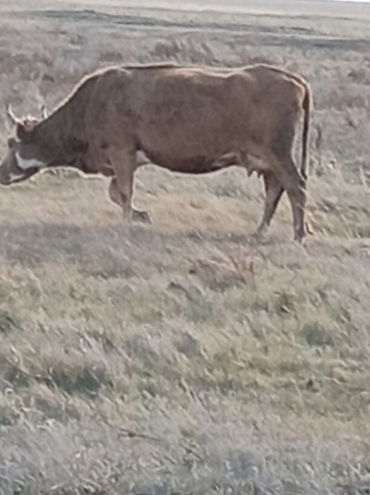 Продам Корову молочная