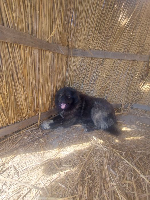 Продам собаку,кавказской овчарку