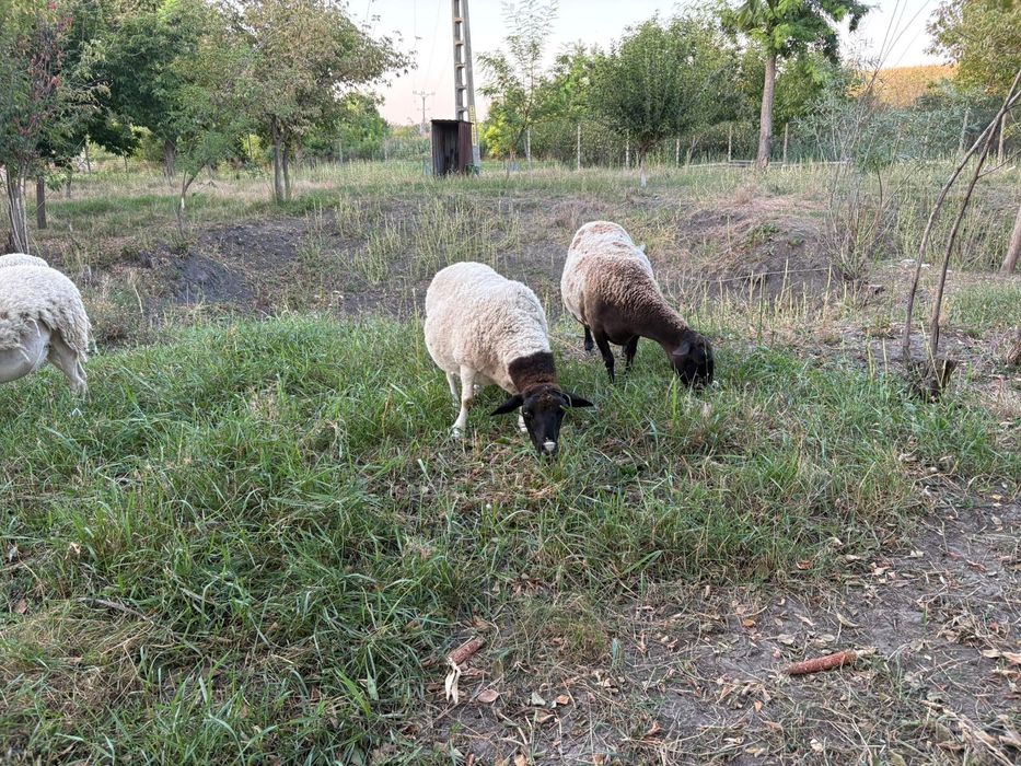 Oi, Mielute si berbecuti Dorper.