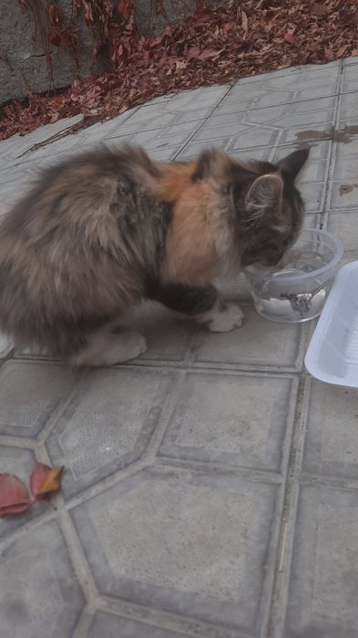 Кошечка пушистая, трехцветная