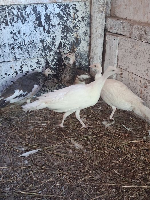 Vând sau schimb puii păun