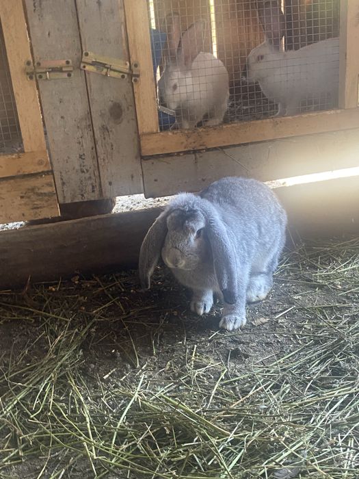 De vanzare berbec germen rasa pura