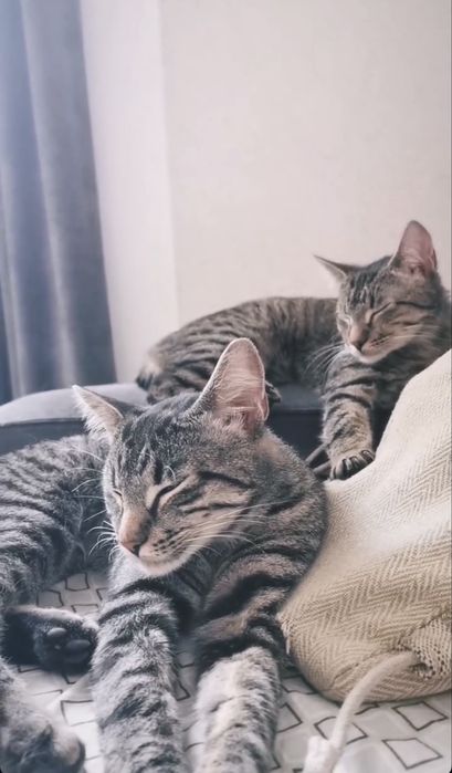 Pisici spre adoptie (2 motanei)