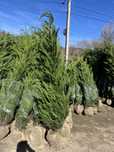 leylandii pentru gard viu